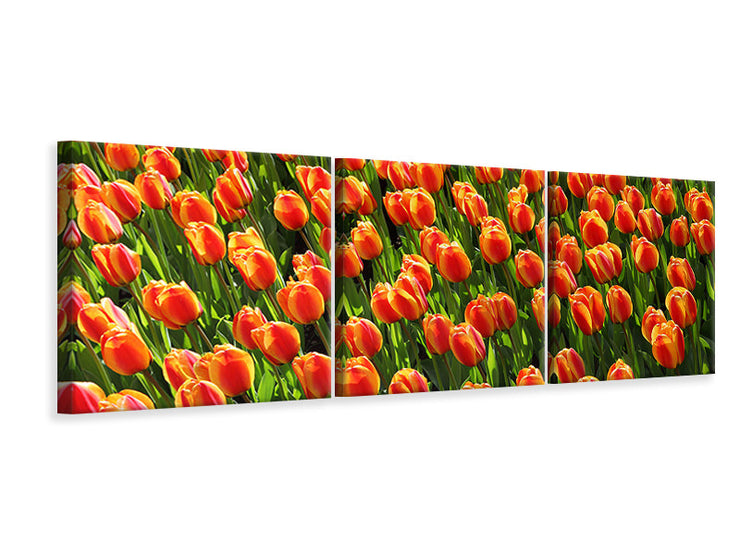 3 darab Vászonképek Panoramic Tulip field in orange