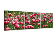 3 darab Vászonképek Panoramic Wild tulip field