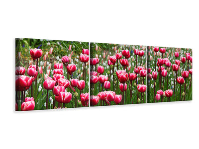 3 darab Vászonképek Panoramic Wild tulip field