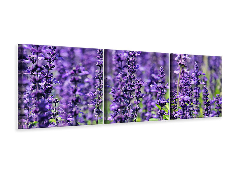 3 darab Vászonképek Panoramic XL lavender