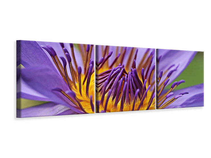 3 darab Vászonképek Panoramic XXL water lily in purple