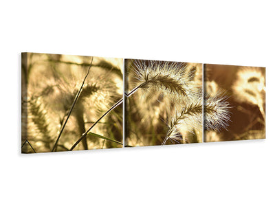 3 darab Vászonképek Panoramic Ornamental grass in the sunlight