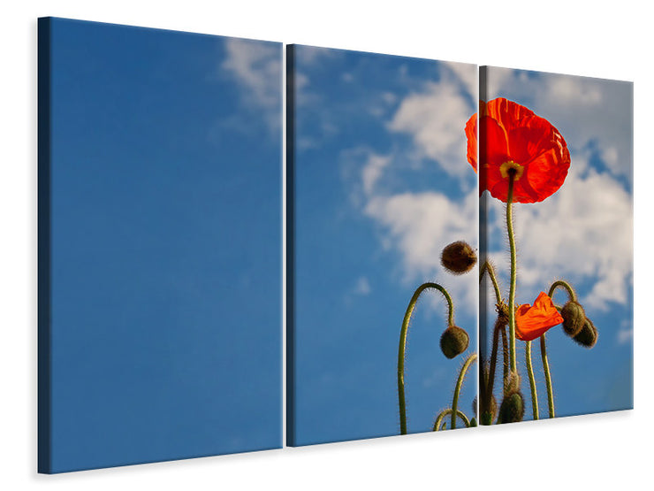3 darab Vászonképek Gorgeous poppy