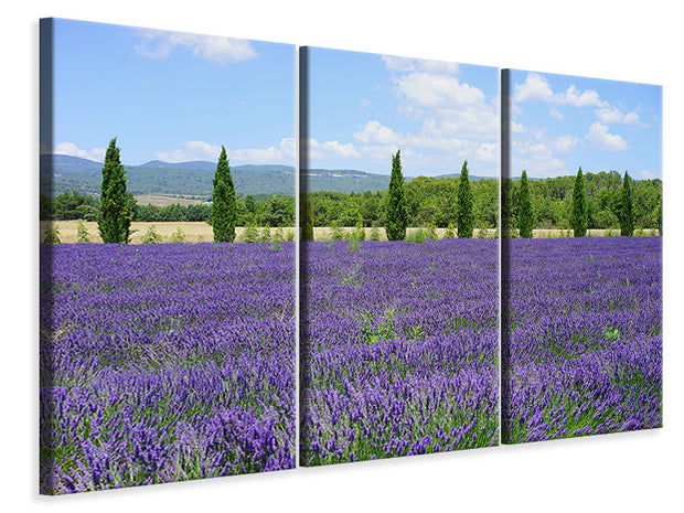 3 darab Vászonképek Magnificent lavender field