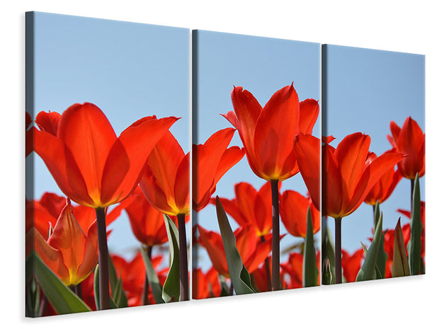 3 darab Vászonképek Red tulips XL