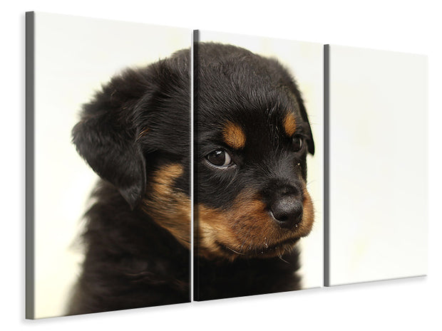 3 darab Vászonképek Rottweiler puppy to fall in love