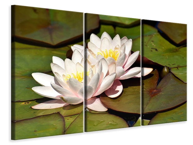 3 darab Vászonképek Water lily duo in white