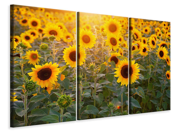 3 darab Vászonképek Sunflower field