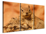 3 darab Vászonképek Sweet squirrel