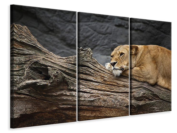 3 darab Vászonképek Dreaming lioness