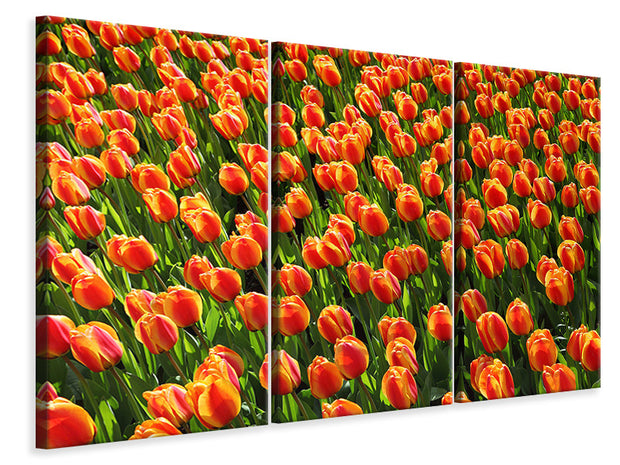 3 darab Vászonképek Tulip field in orange