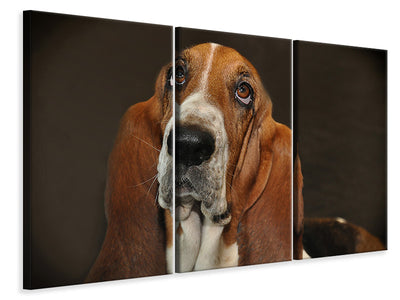3 darab Vászonképek Typical basset