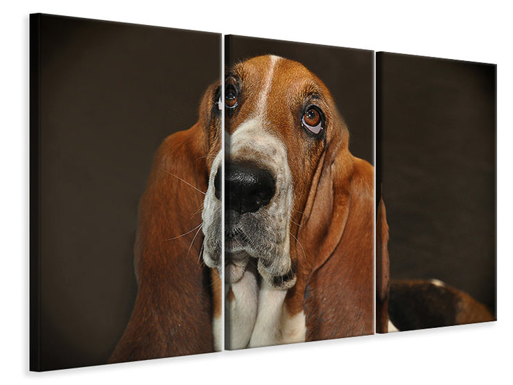 3 darab Vászonképek Typical basset