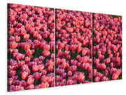 3 darab Vászonképek Lush tulip field