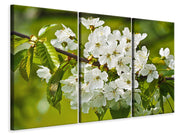 3 darab Vászonképek White flowers in XL