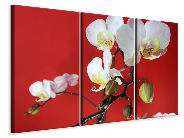 3 darab Vászonképek White orchids on red wall