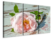 3 darab Vászonképek Wild rose in pink