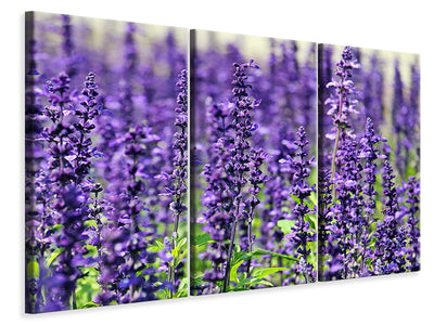 3 darab Vászonképek XL lavender