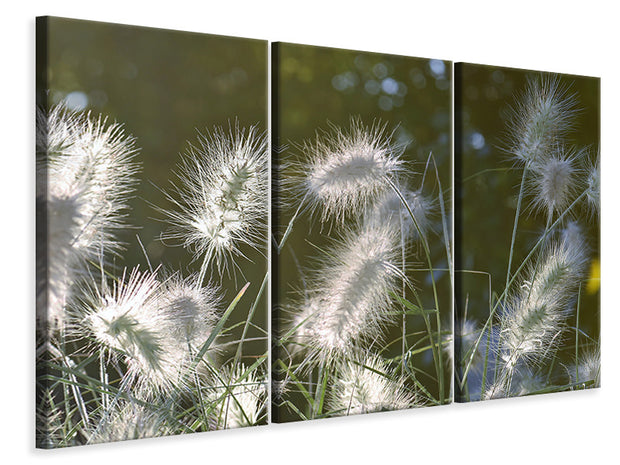 3 darab Vászonképek Ornamental grasses in XL