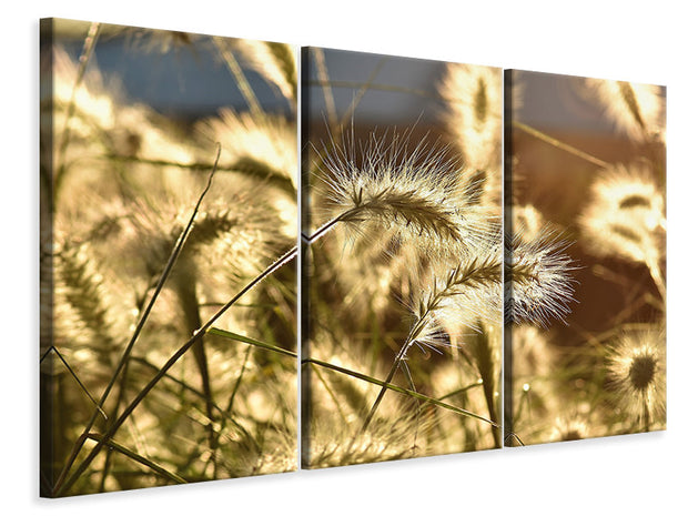 3 darab Vászonképek Ornamental grass in the sunlight