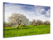 Vászonképek Apple Tree Garden