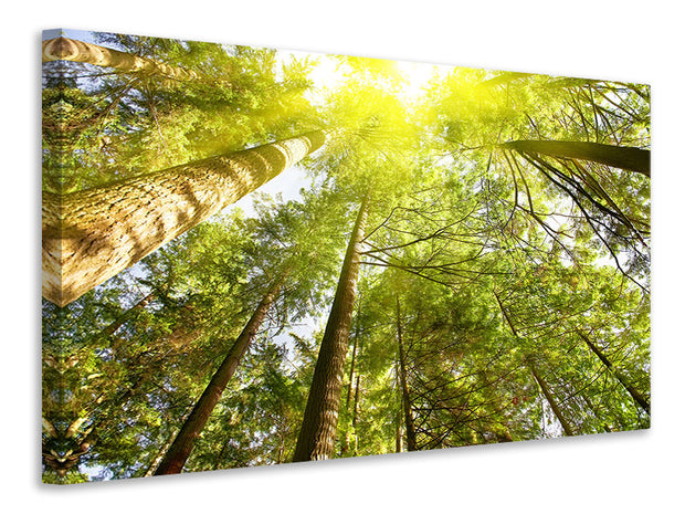 Vászonképek Treetops In The Sun