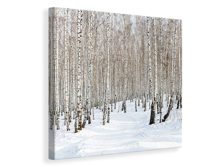 Vászonképek Birch Forest Tracks In Snow