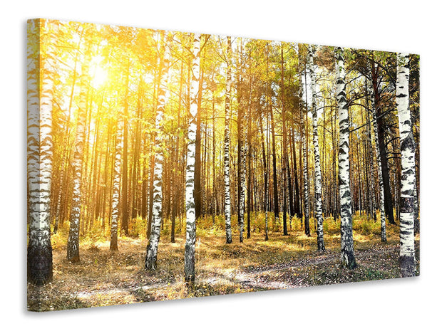 Vászonképek Birch Forest