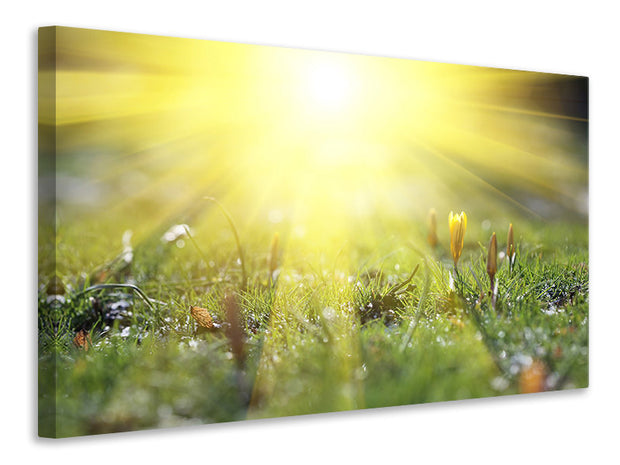 Vászonképek Flowery Meadow