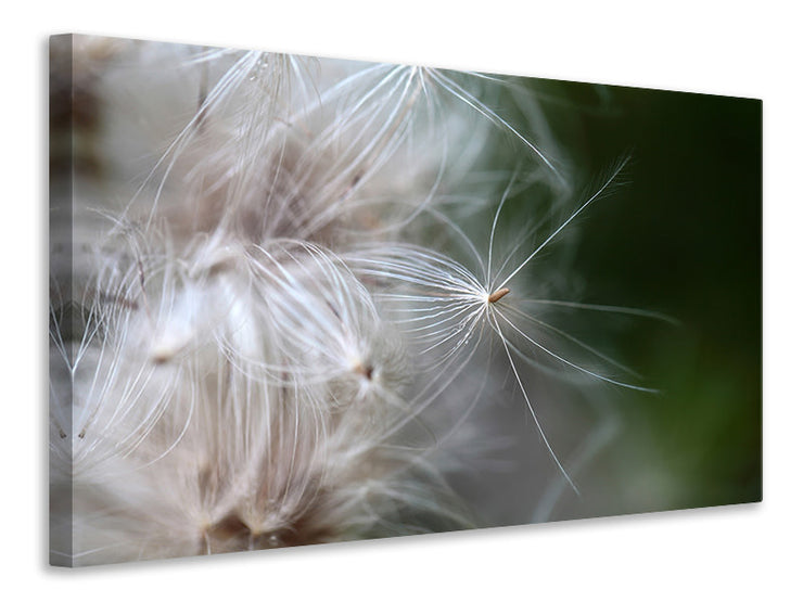 Vászonképek Close up Flowers Fibers