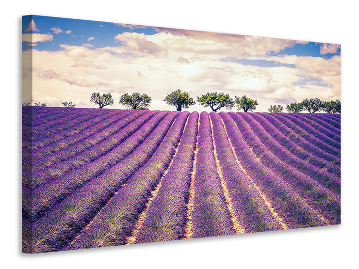 Vászonképek The Lavender Field