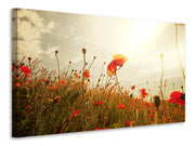 Vászonképek The Poppy Field At Sunrise