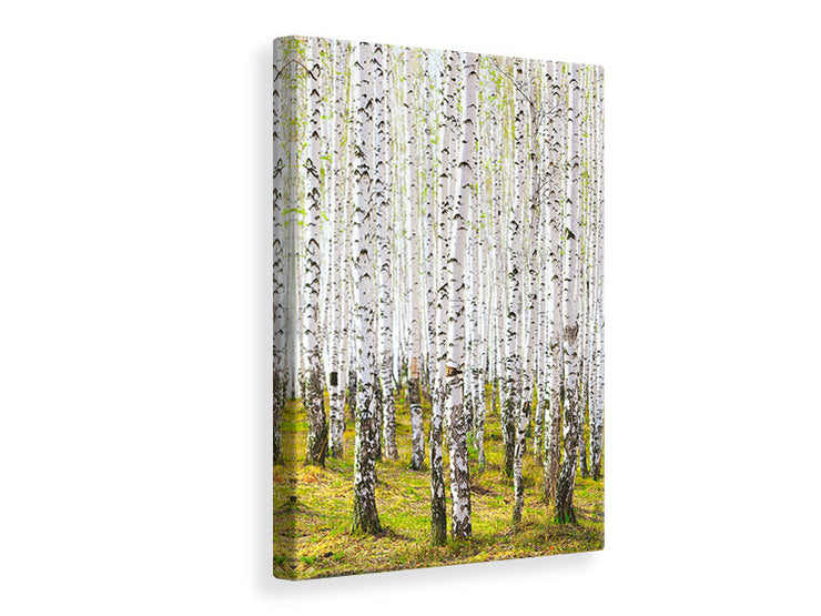 Vászonképek The Birch Forest In The Spring