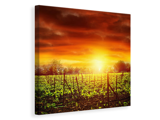 Vászonképek The Vineyard At Sunset