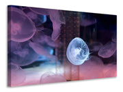Vászonképek The Beauty Of Jellyfish