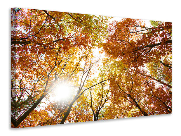 Vászonképek Enlightened Autumn Trees