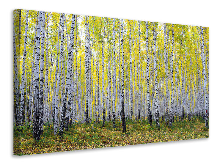 Vászonképek Autumnal Birch Forest