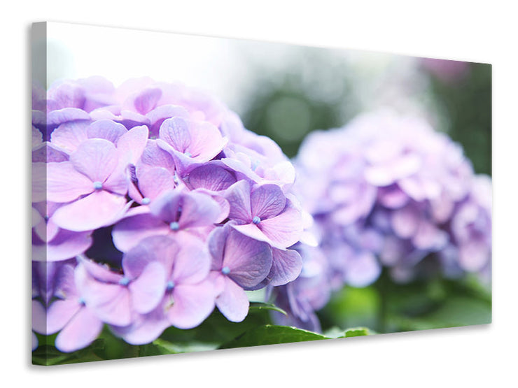 Vászonképek Hydrangeas