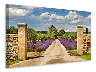 Vászonképek Lavender Garden