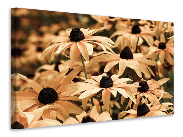 Vászonképek Daisies In Sepia