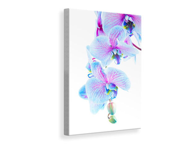 Vászonképek Orchid Butterfly