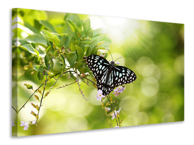 Vászonképek Papilio Butterfly XXL