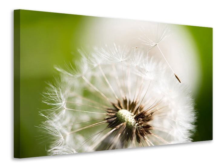 Vászonképek Blowball Dandelion