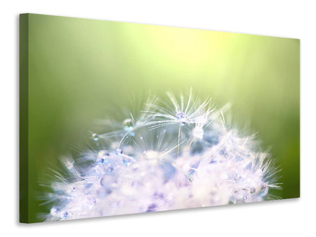 Vászonképek Dandelion XL In Morning Dew