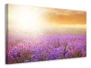 Vászonképek Sunset In Lavender Field