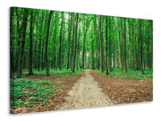 Vászonképek Pine Forests