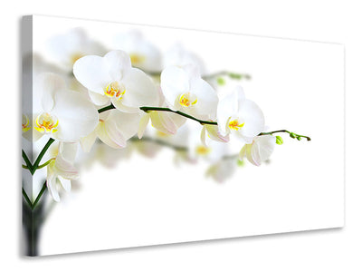 Vászonképek White Orchids