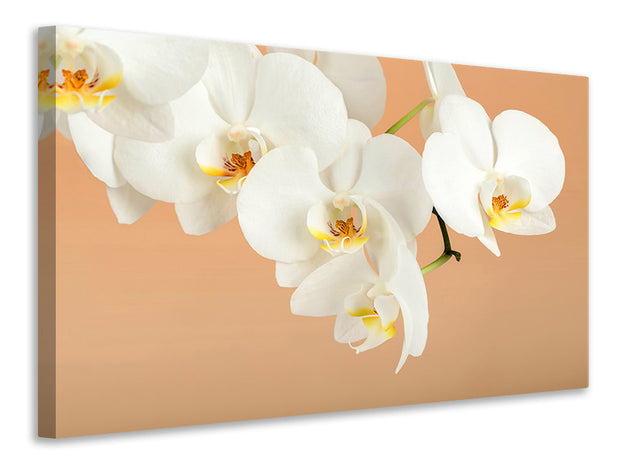Vászonképek White Orchid Flowers