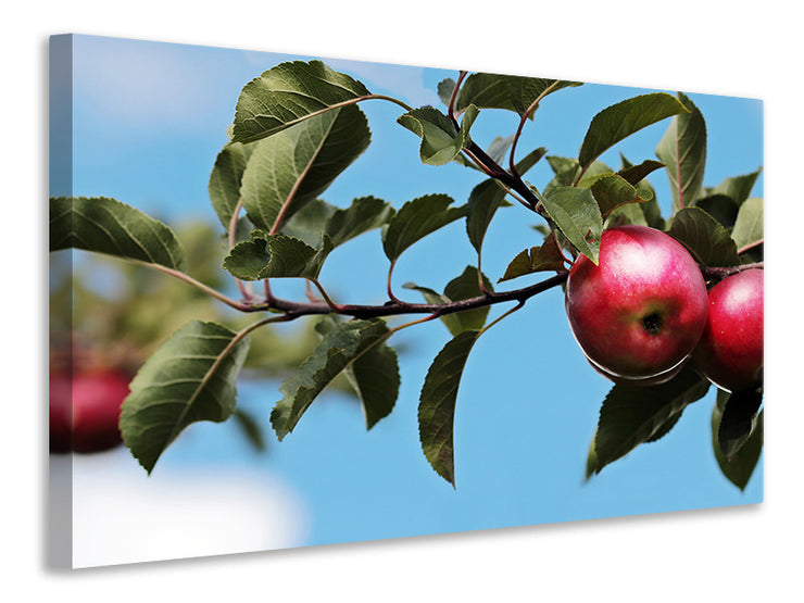 Vászonképek Apple on the tree