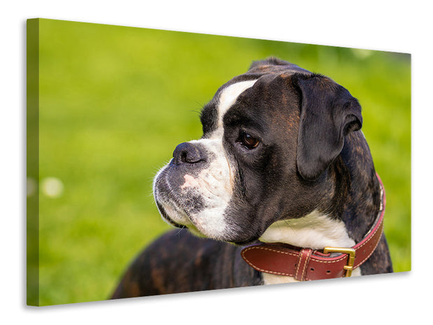 Vászonképek Attentive boxer